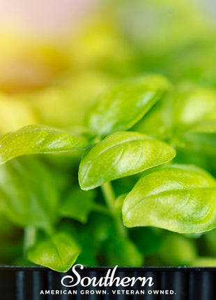 Basil Genovese Microgreen – 8 grams