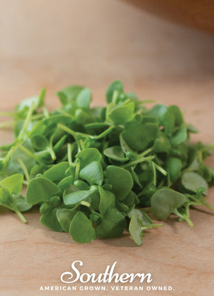 Basil Genovese Microgreen – 8 grams