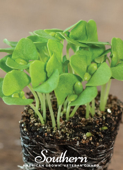 Basil Genovese Microgreen – 8 grams