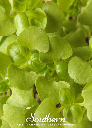 Basil Genovese Microgreen – 8 grams