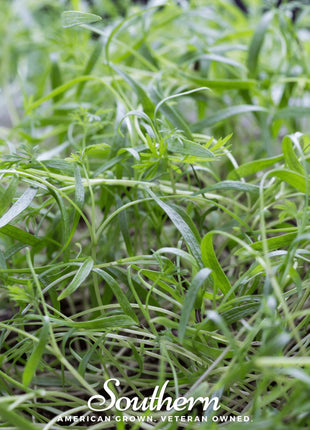 Dill Microgreen – 8 grams