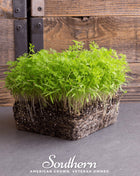 Dill Microgreen – 8 grams