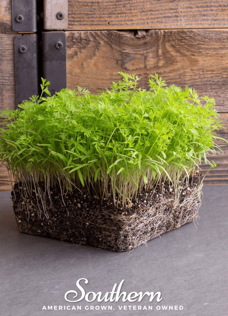 Dill Microgreen – 8 grams