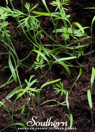 Dill Microgreen – 8 grams