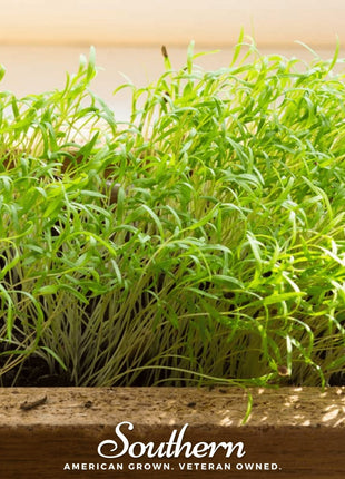 Dill Microgreen – 8 grams