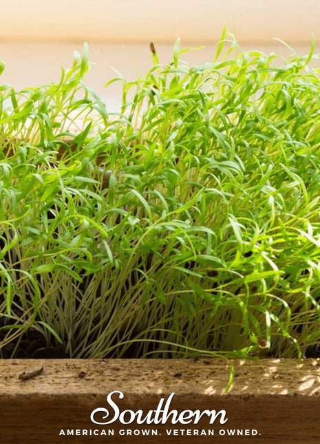 Dill Microgreen – 8 grams