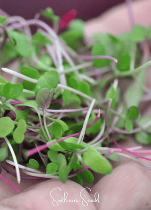 Salad Mix Microgreen – 5 Variety Mix – 8 grams