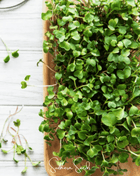 Salad Mix Microgreen – 5 Variety Mix – 8 grams