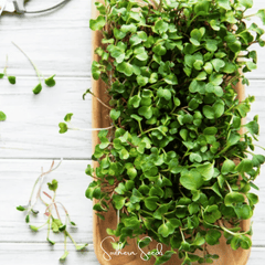 Collection image for: Sprouts