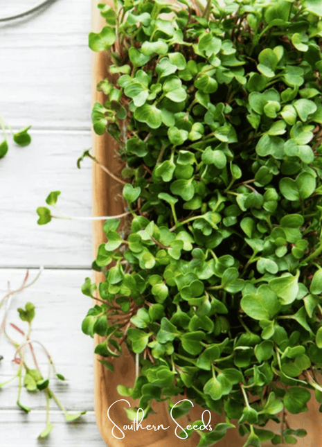 Salad Mix Microgreen – 5 Variety Mix – 8 grams