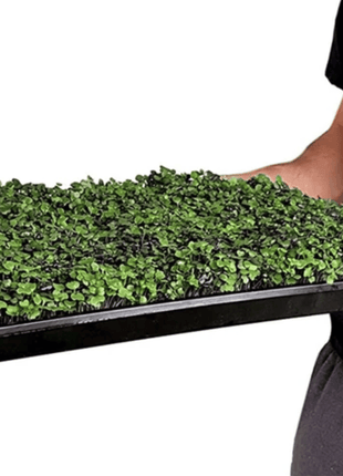 Salad Mix Microgreen – 5 Variety Mix – 8 grams