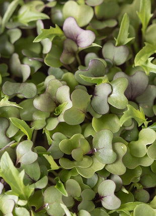 Southern Mild Microgreen Mix – 8 grams