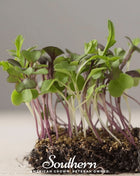 Southern Mild Microgreen Mix – 8 grams