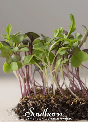 Southern Mild Microgreen Mix – 8 grams