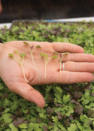 Southern Spice Mix Microgreens – 8 grams