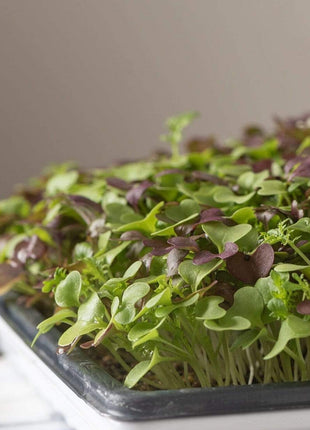 Southern Spice Mix Microgreens – 8 grams