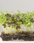 Southern Spice Mix Microgreens – 8 grams