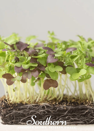 Southern Spice Mix Microgreens – 8 grams