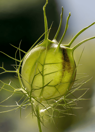 Midnight Love in a Mist – 100 Seeds