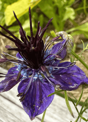 Midnight Love in a Mist – 100 Seeds