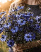 Midnight Love in a Mist – 100 Seeds