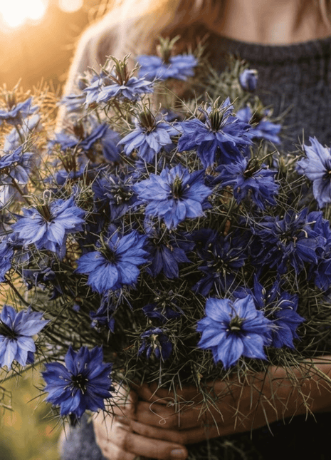 Midnight Love in a Mist – 100 Seeds