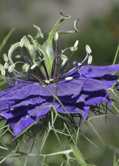 Midnight Love in a Mist – 100 Seeds
