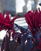 Midnight Red Amaranth – 250 Seeds
