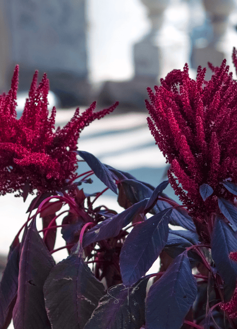 Midnight Red Amaranth – 250 Seeds