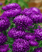 Milady Blue Aster – 50 Seeds