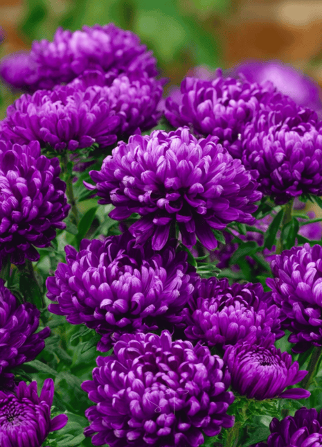 Milady Blue Aster – 50 Seeds