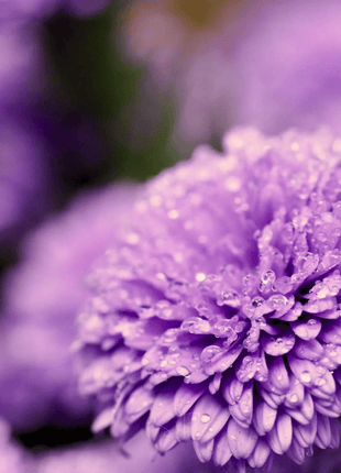 Milady Lilac Dwarf Aster - 50 Seeds