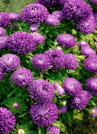 Milady Lilac Dwarf Aster - 50 Seeds
