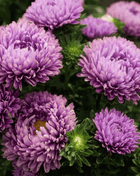 Milady Lilac Dwarf Aster - 50 Seeds