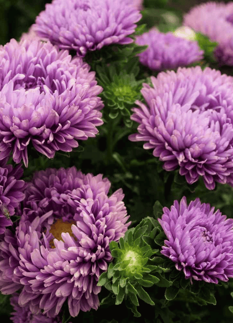 Milady Lilac Dwarf Aster - 50 Seeds
