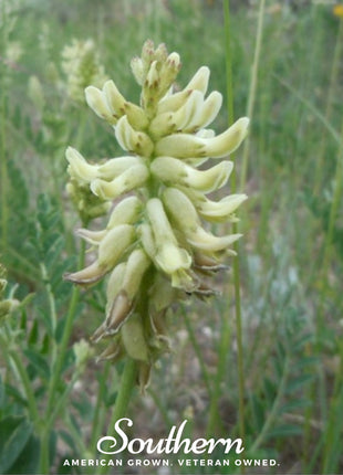 Canadian Milk Vetch – 50 Seeds