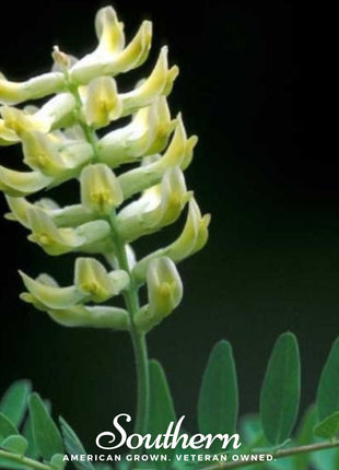 Canadian Milk Vetch – 50 Seeds