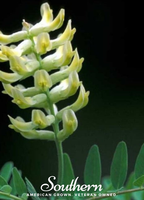 Canadian Milk Vetch – 50 Seeds
