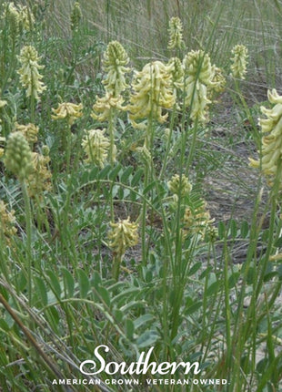 Canadian Milk Vetch – 50 Seeds