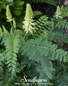 Canadian Milk Vetch – 50 Seeds