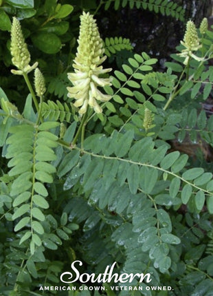 Canadian Milk Vetch – 50 Seeds