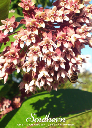 Common Milkweed – 50 Seeds