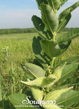 Common Milkweed – 50 Seeds
