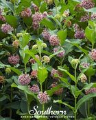 Common Milkweed – 50 Seeds