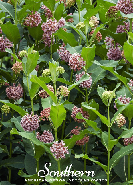 Common Milkweed – 50 Seeds