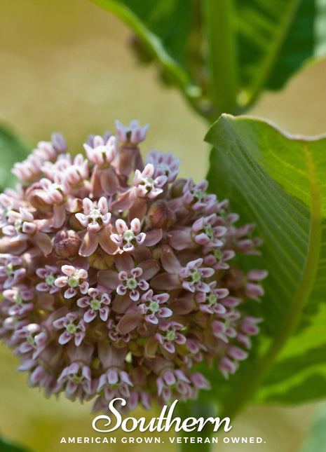 Common Milkweed – 50 Seeds