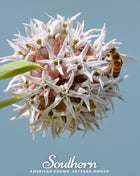 Showy Milkweed – 20 Seeds