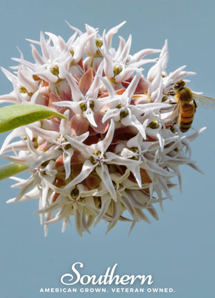 Showy Milkweed – 20 Seeds