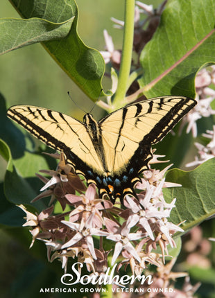 Showy Milkweed – 20 Seeds