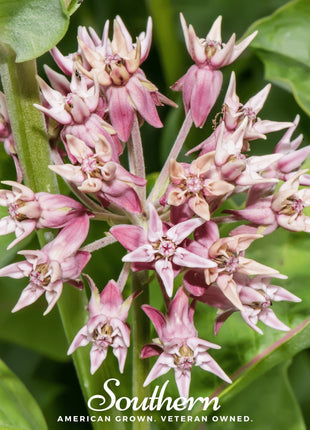 Showy Milkweed – 20 Seeds